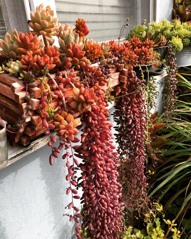 10 Cutting Succulents Ruby Necklace 8”+ ,2-3tip For Each