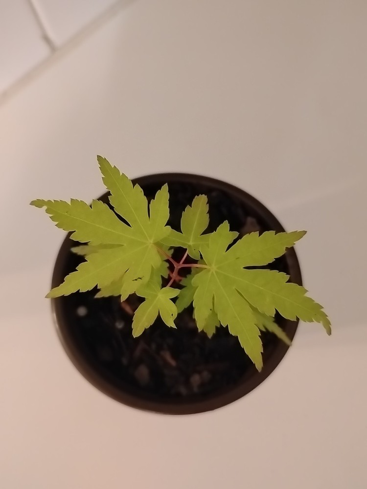 Green Leaf Japanese Maple Tree, 4" Pot.