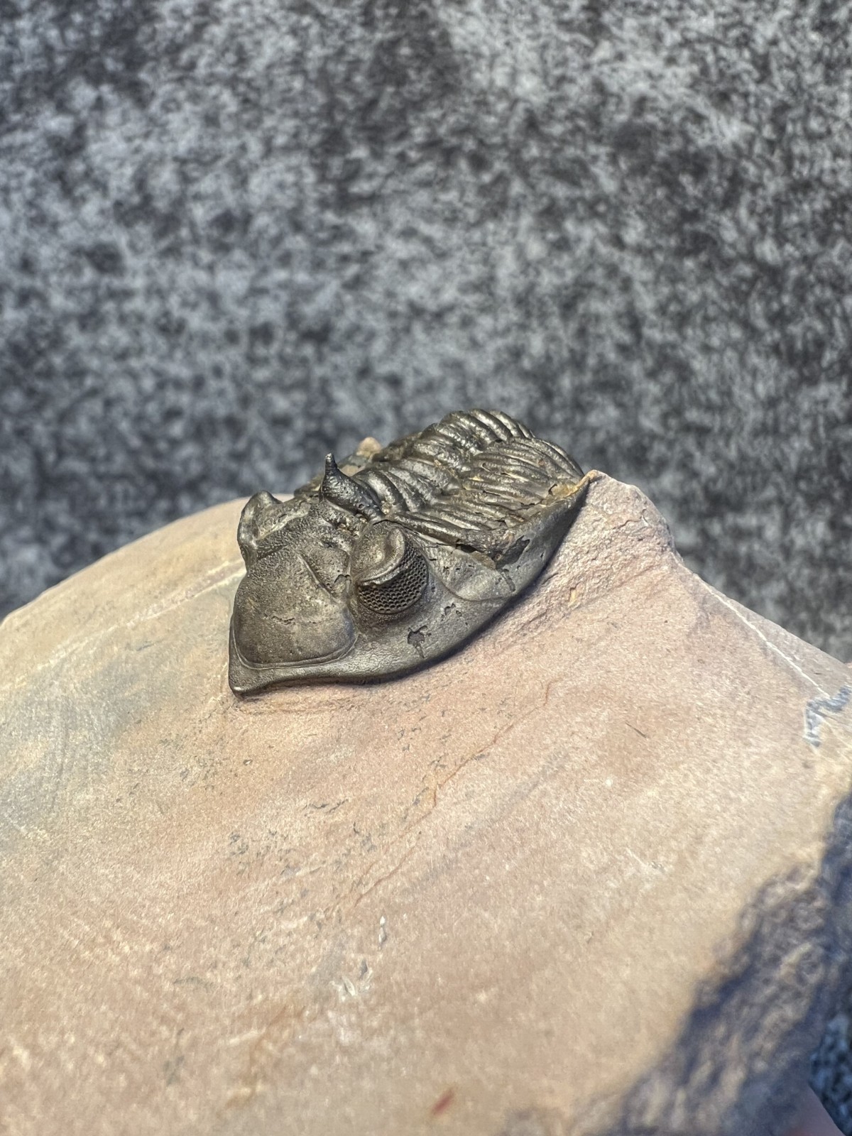 Metacanthina issoumourensis Trilobite Fossil – Collector Specimen