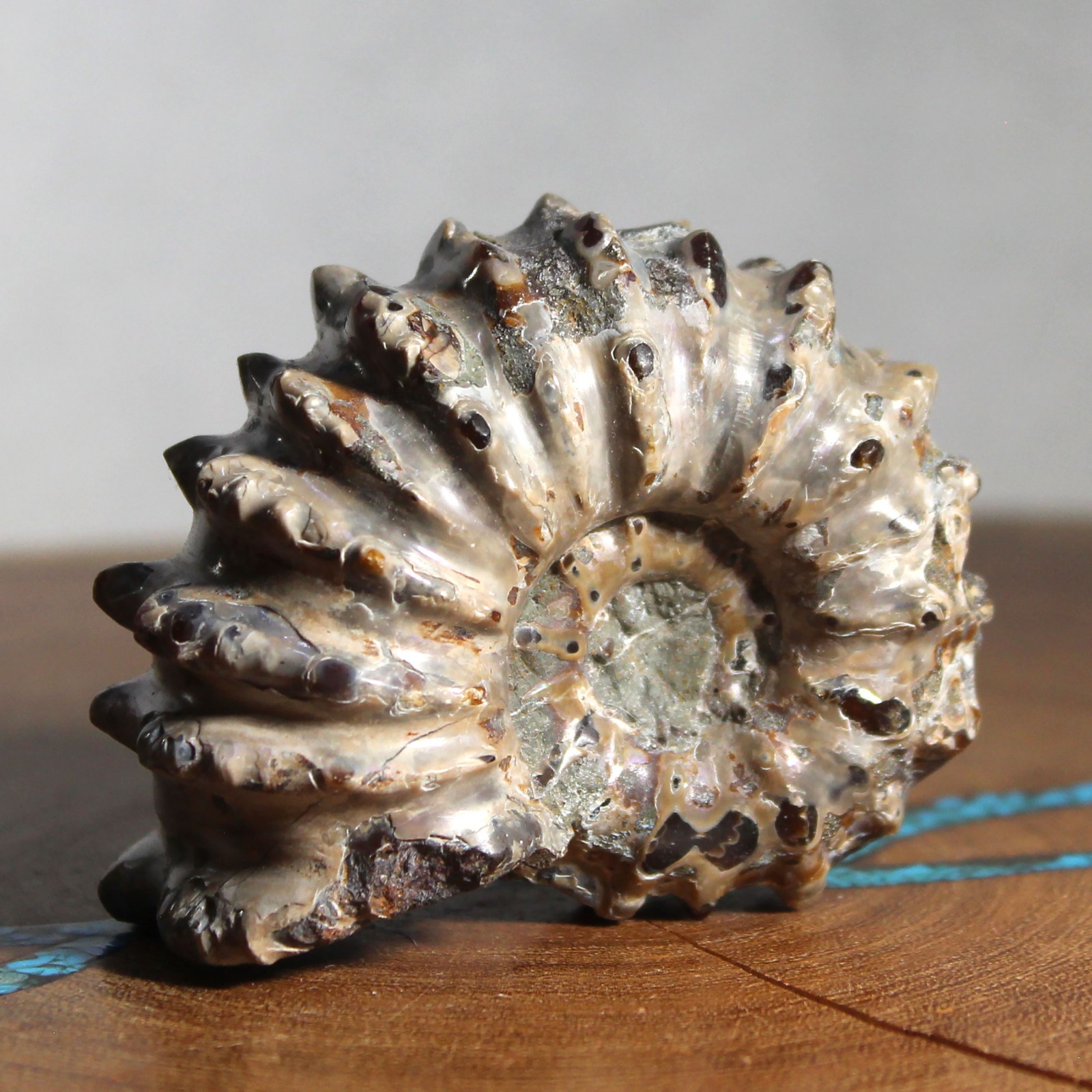 Fossil Douvilleiceras Tractor Ammonite Great Ridge Formation Ancient Ocean Life