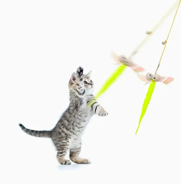 The Dingling Dangler - Moth Interactive Cat Toy