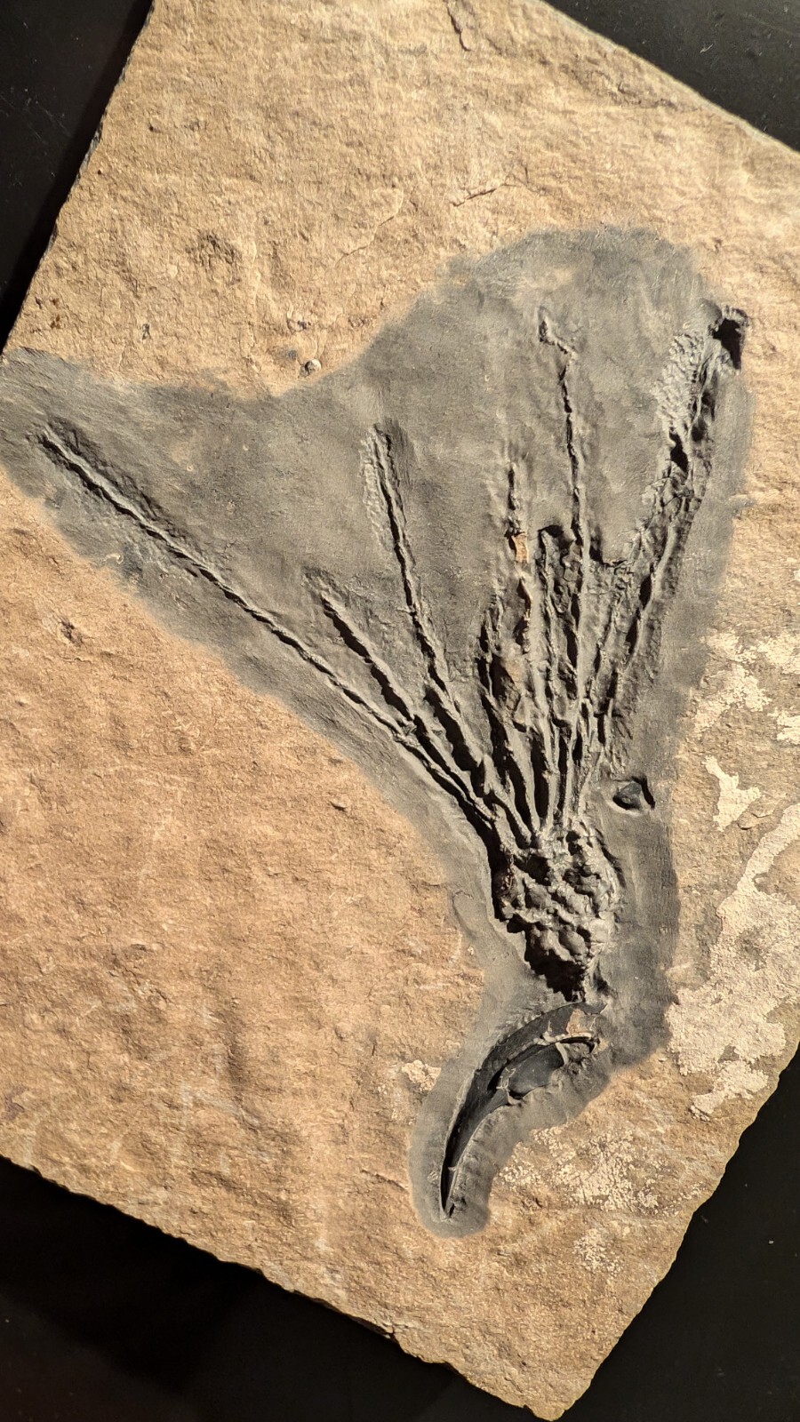 Gogia granulosa Fossil Wheeler/Marjum Formation, Utah Cambrian Proto-echinoderm