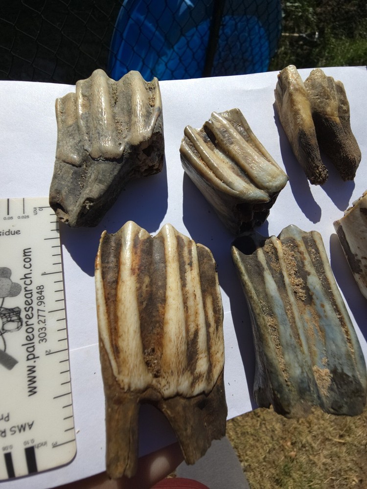 Fossil Bison Teeth Lot