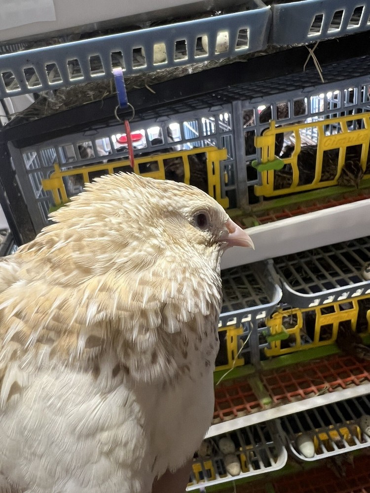 108 Jumbo Quail Hatching Eggs Rare Mix 9 Dozen