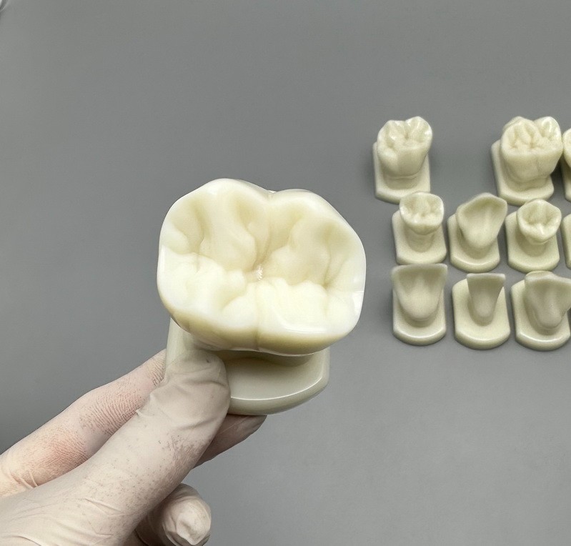 Comparison Carving Permanent Tooth Model Student Practice Study Tools