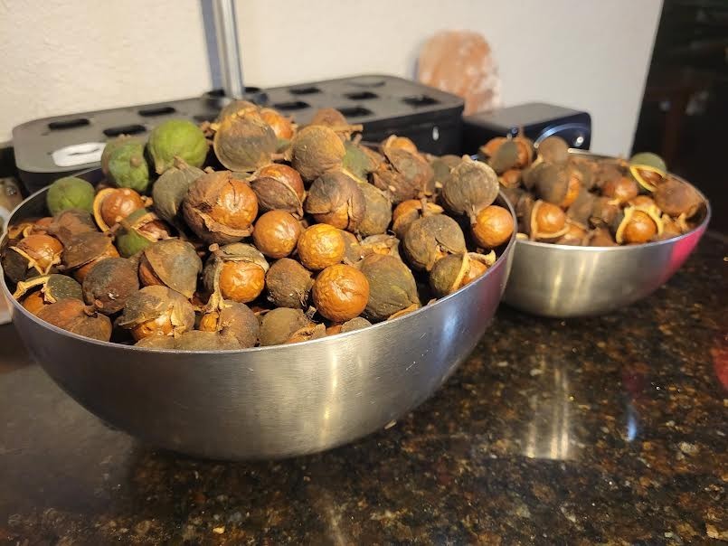 Beaumont Macadamia Nut Seedling (Macadamia integrifolia)