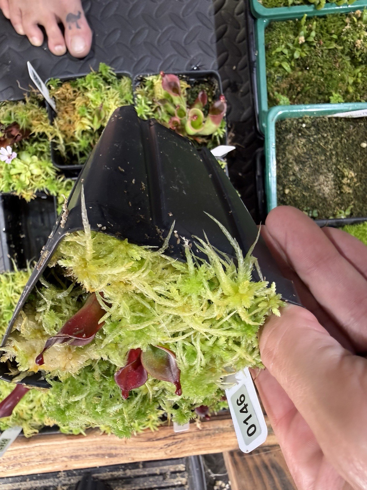 Heliamphora Minor X Cherry Top