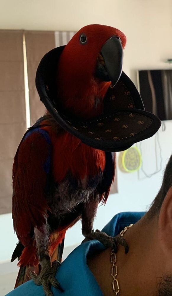 Eclectus e collar to prevent feather plucking - 2 pcs set