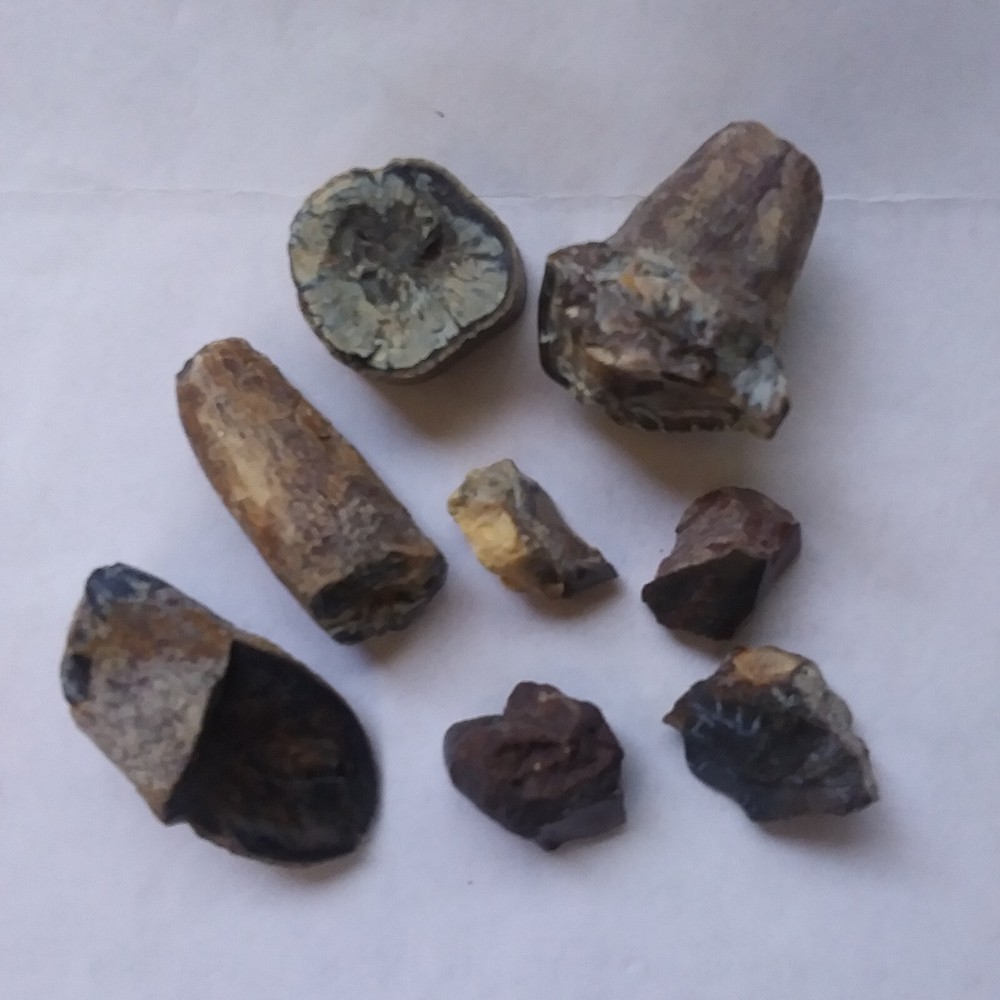 Fossil teeth parts