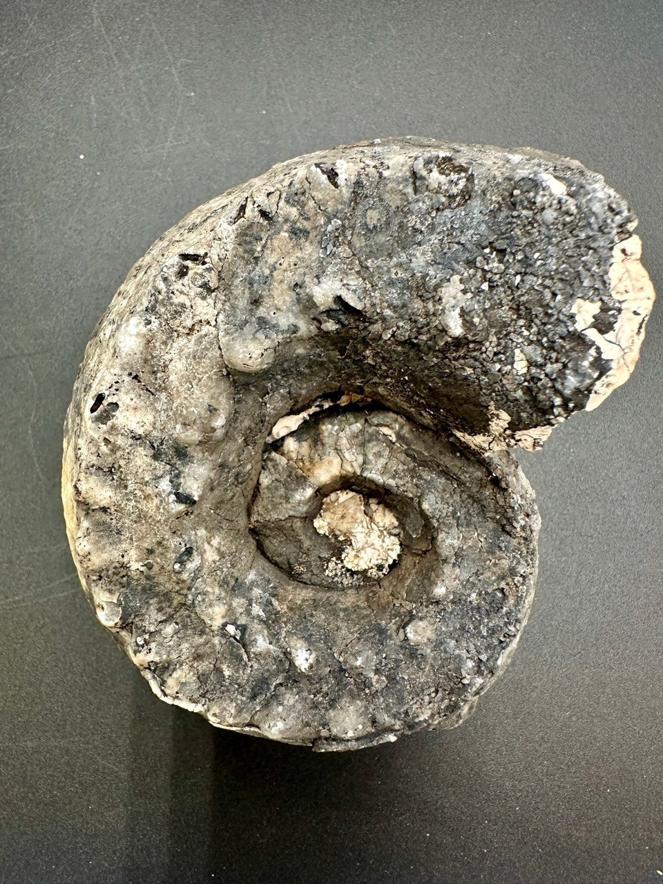 Rare Pleuronautilus aff. malaycus - Late Triassic Norian Timor Indonesia 7.5 cm