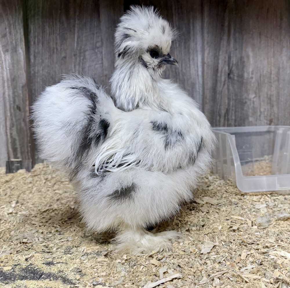 PURE Silkie Hatching Eggs (6)