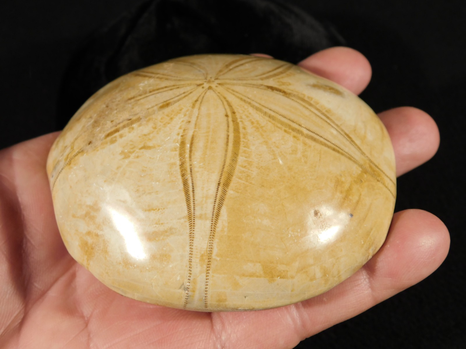 Big! Polished 150 Million Year Old! AAA SAND DOLLAR Fossil Madagascar 259gr