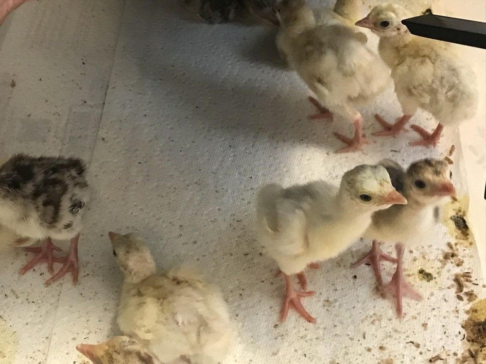 6 Royal Palm Turkey hatching eggs