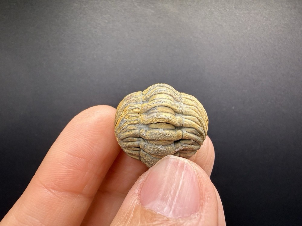 Enrolled Moroccops Trilobite