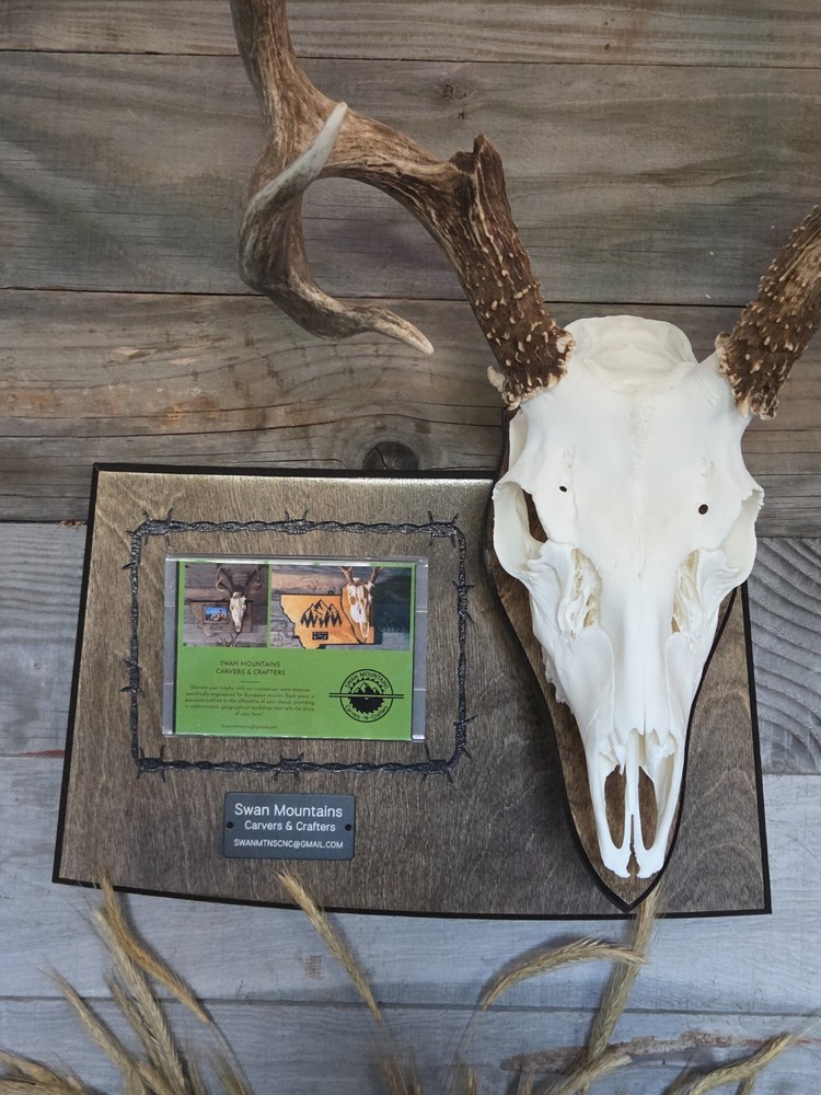 European skull state mount