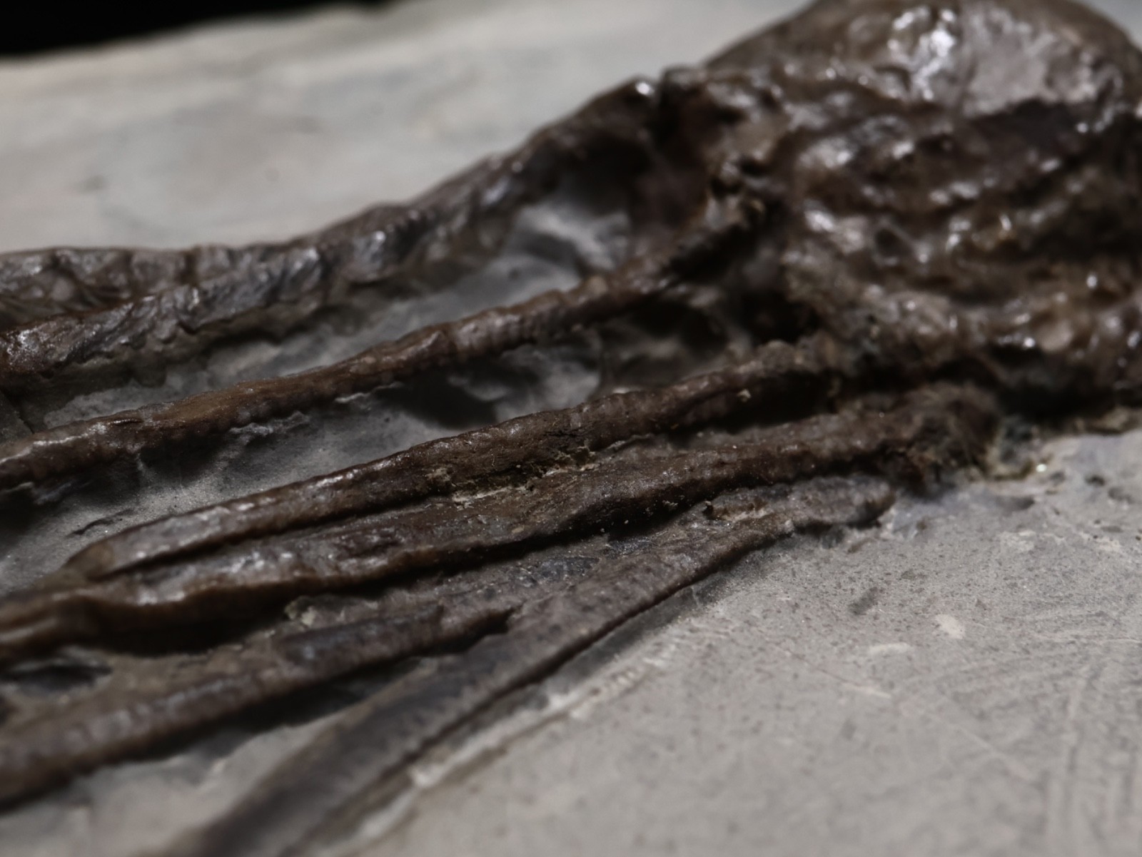 Stately Caryocrinites ornatus Fossil, Crinoid Relation, Middleport, New York