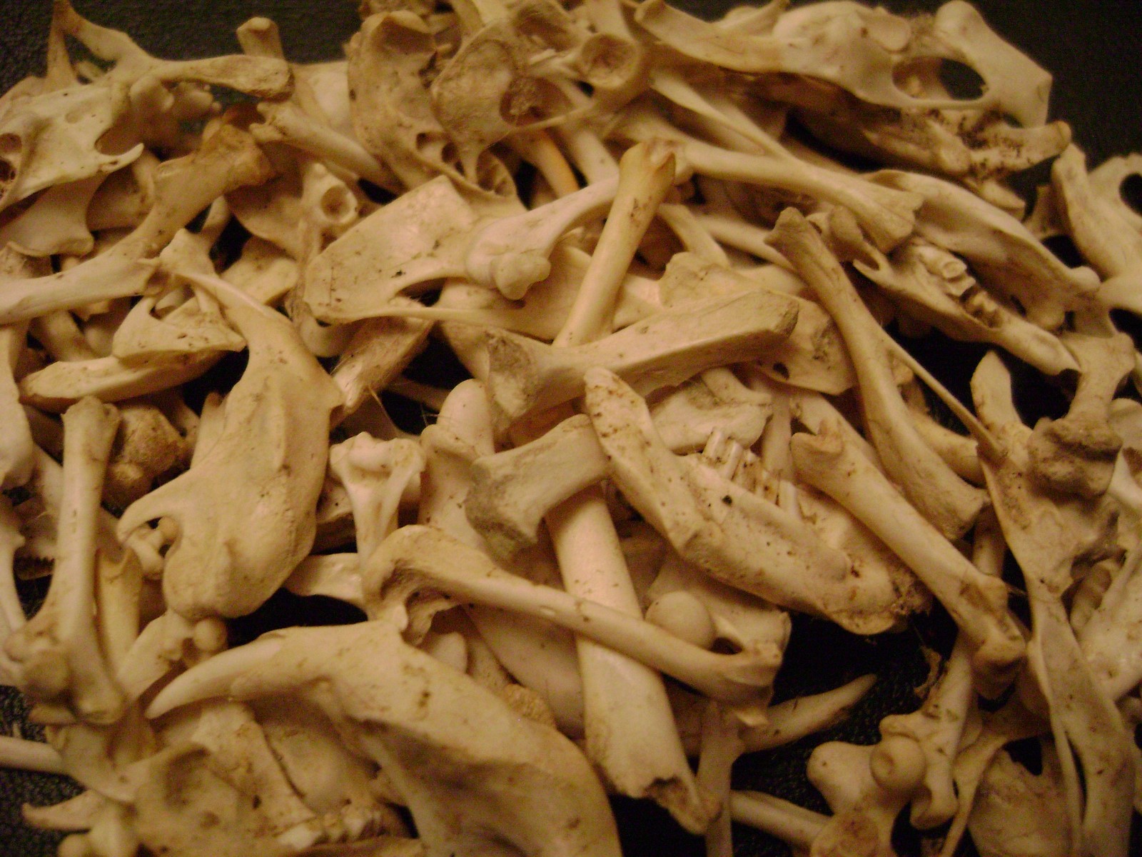 100 REAL RAT BONES taxidermy OCCULT ART crafts STEAMPUNK LOT animal skeleton