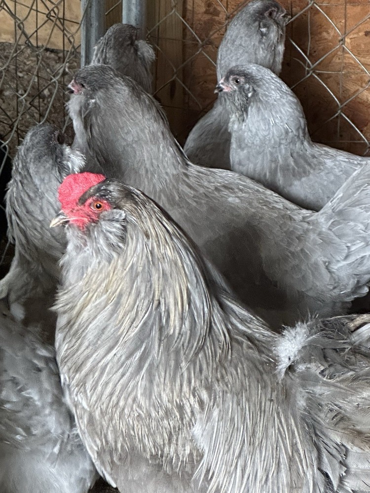 6 Lavender Ameraucana Chicken Hatching Eggs (NPIP Certified)