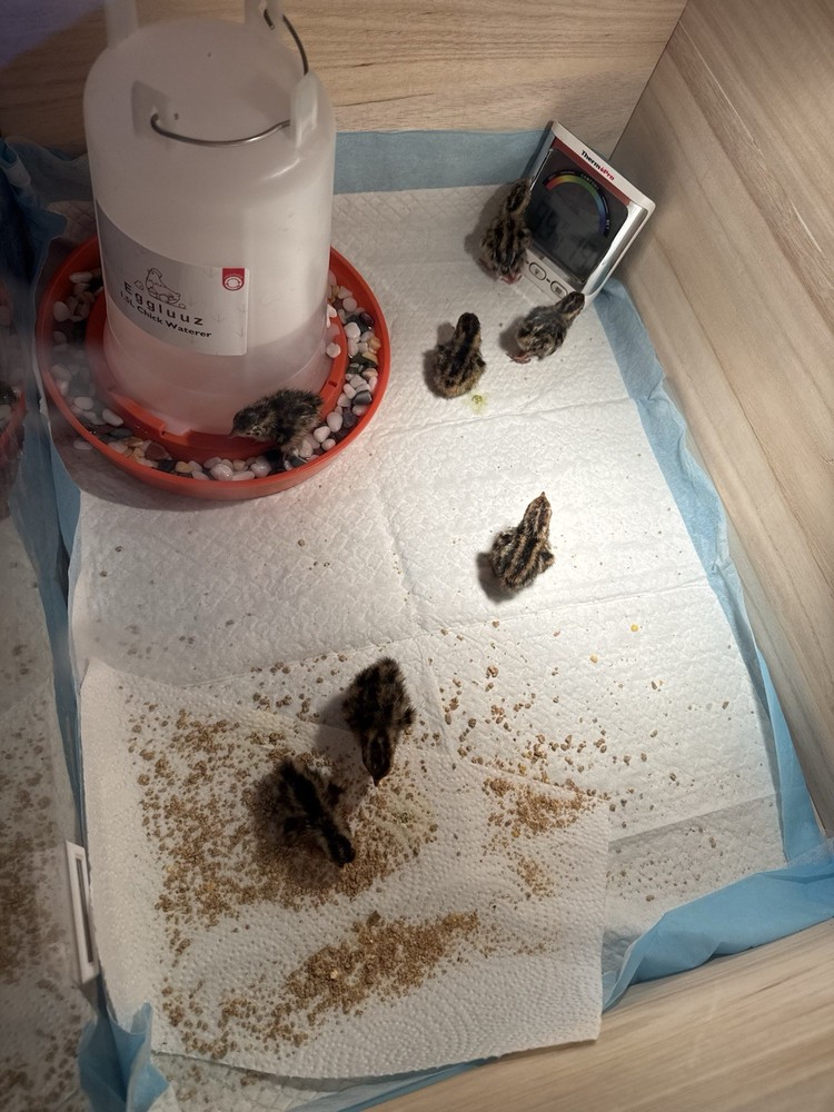 12+ Coturnix Quail Hatching Eggs 🐣 Assorted Colors and Sizes • High Hatch Rate