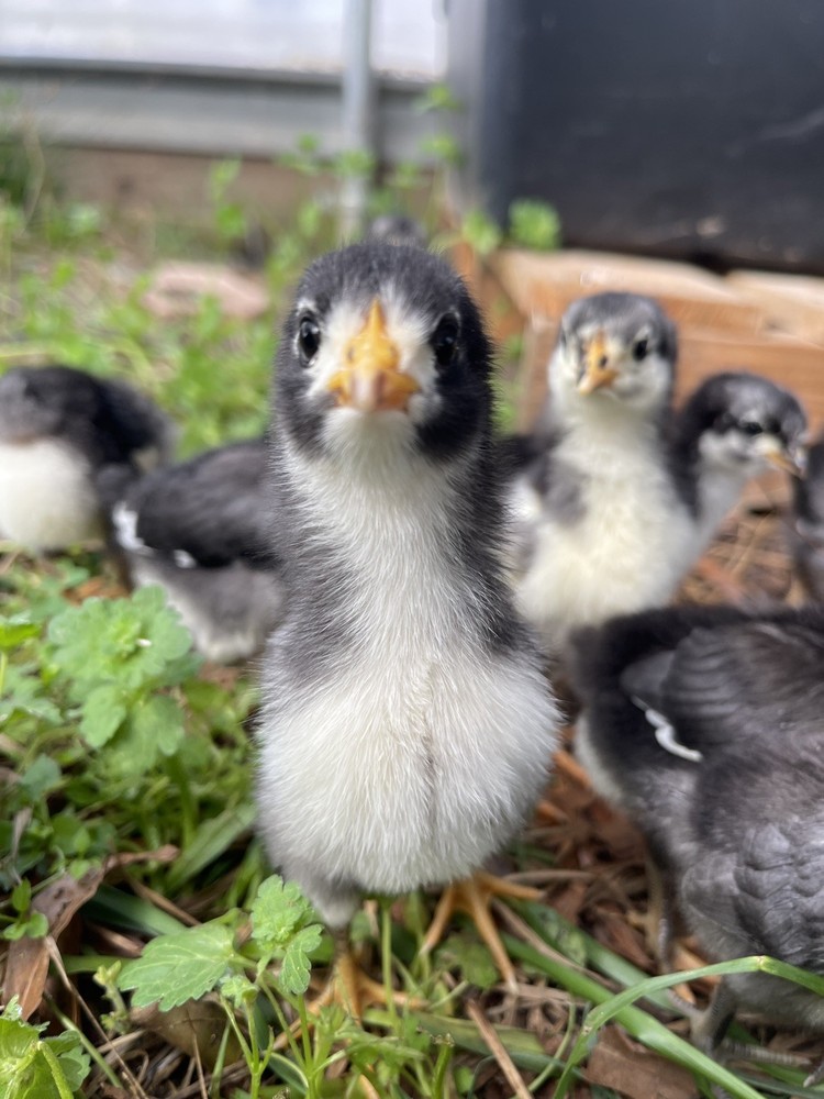 NPIP Certified Australorp Hatching Eggs 12+ 2