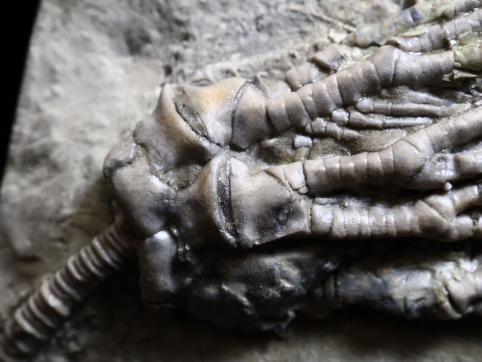 Big Abrotocrinus unicus Fossil Crinoid, Crawfordsville, Indiana