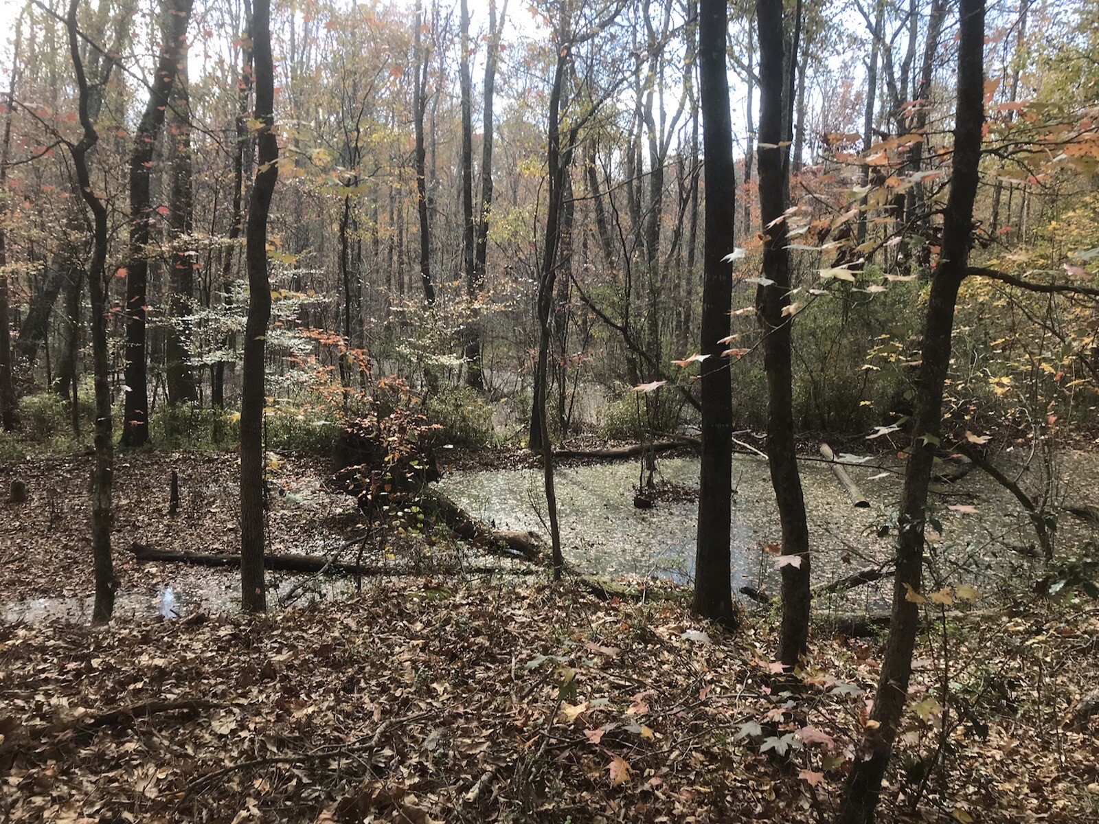 10 lbs Georgia ”FATWOOD FUEL” Kindling Firewood Lighter Ocote Chez JonesTHE BEST