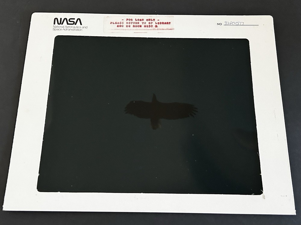 1982 NASA KSC Nature Bald Eagle in Flight Presentation Transparency-577