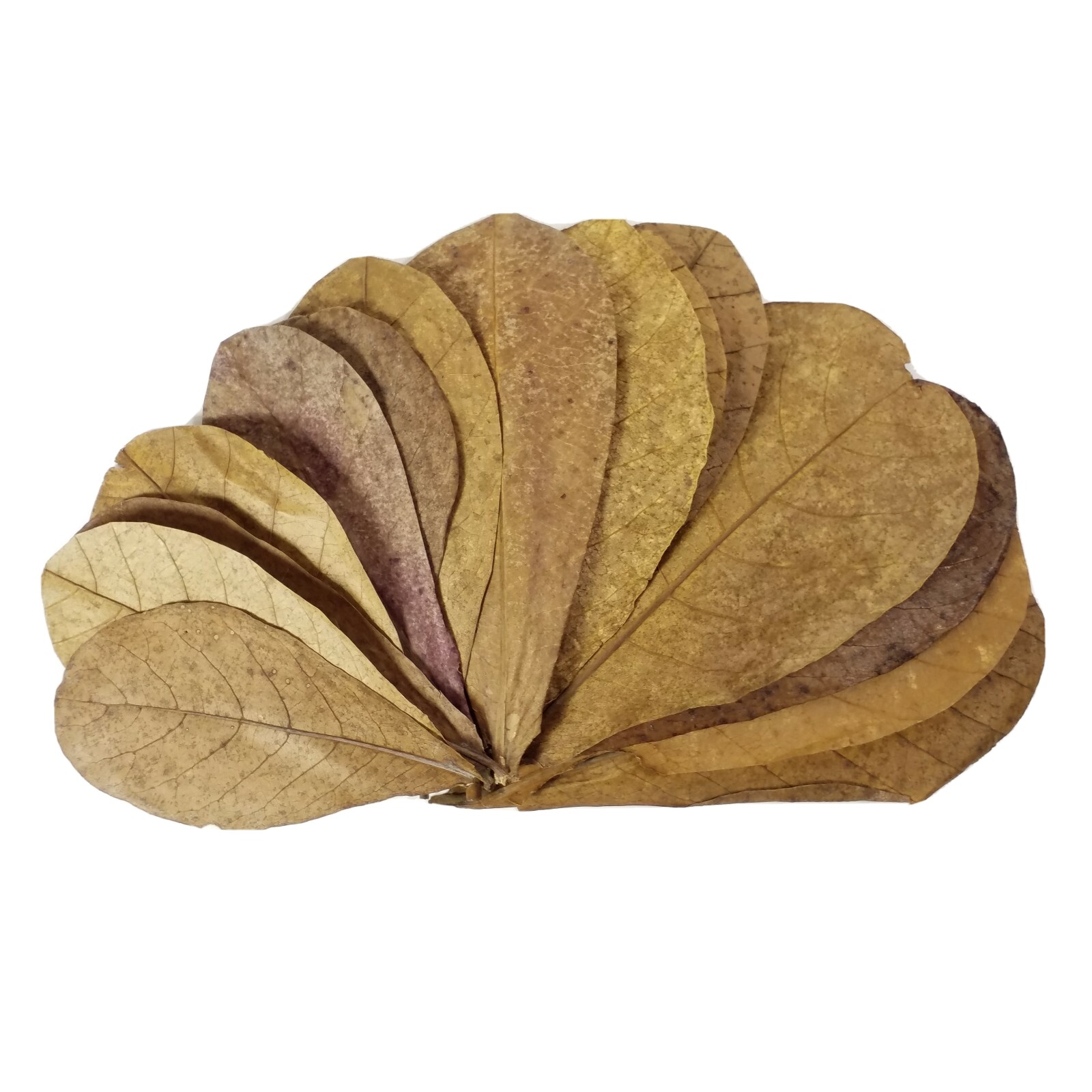 1000 leaves, 5"-8" Indian Catappa Almond Leaves, Tannin Rich, Premium Grade