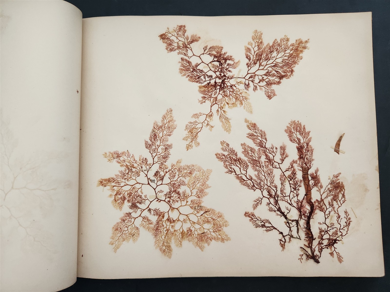 1883 antique SEAWEED pressed ALBUM monterey ca EUGENIE PHILLIPS specimen book