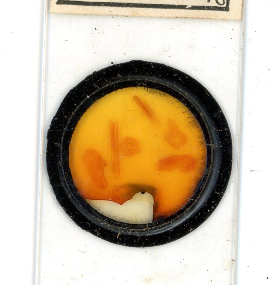 Antique glass Microscope slide Passion Flower Stem sample #18