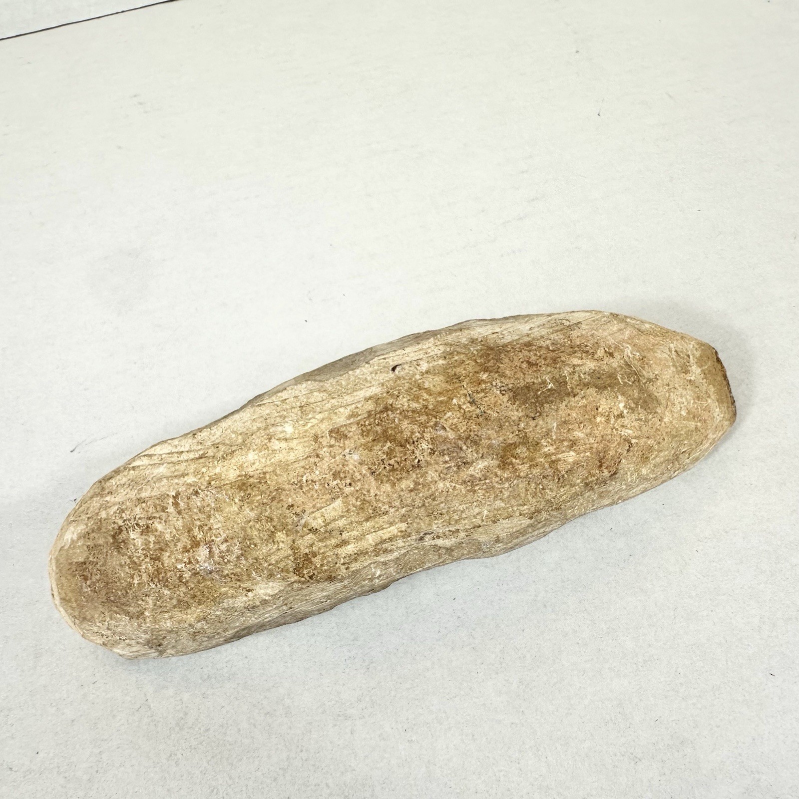 Fossil Fish Encased In Stone Rock Fossilized 6”