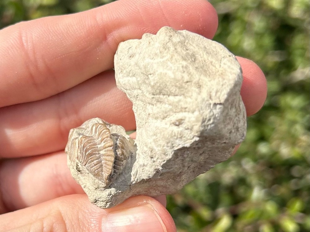 NICE Oklahoma Fossil Trilobite Kainops invius Devonian Age Bug in Matrix