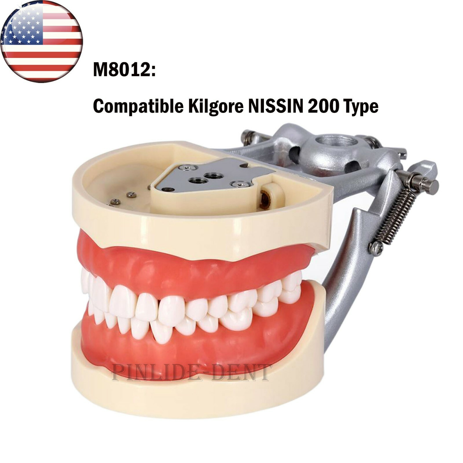 Kilgore NISSIN 200/500 Type Dental Typodont Model With Screw-in Removable Teeth