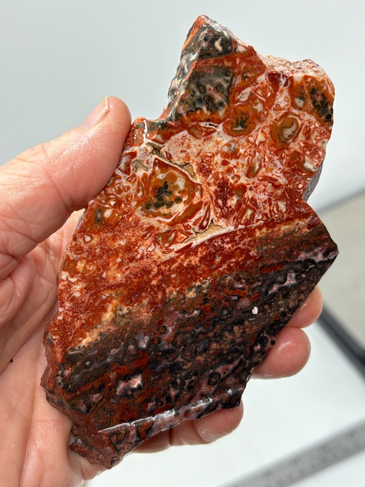 Orbicular Leopard Skin Jasper Slab Lapidary Cabbing Combo Ship Avail