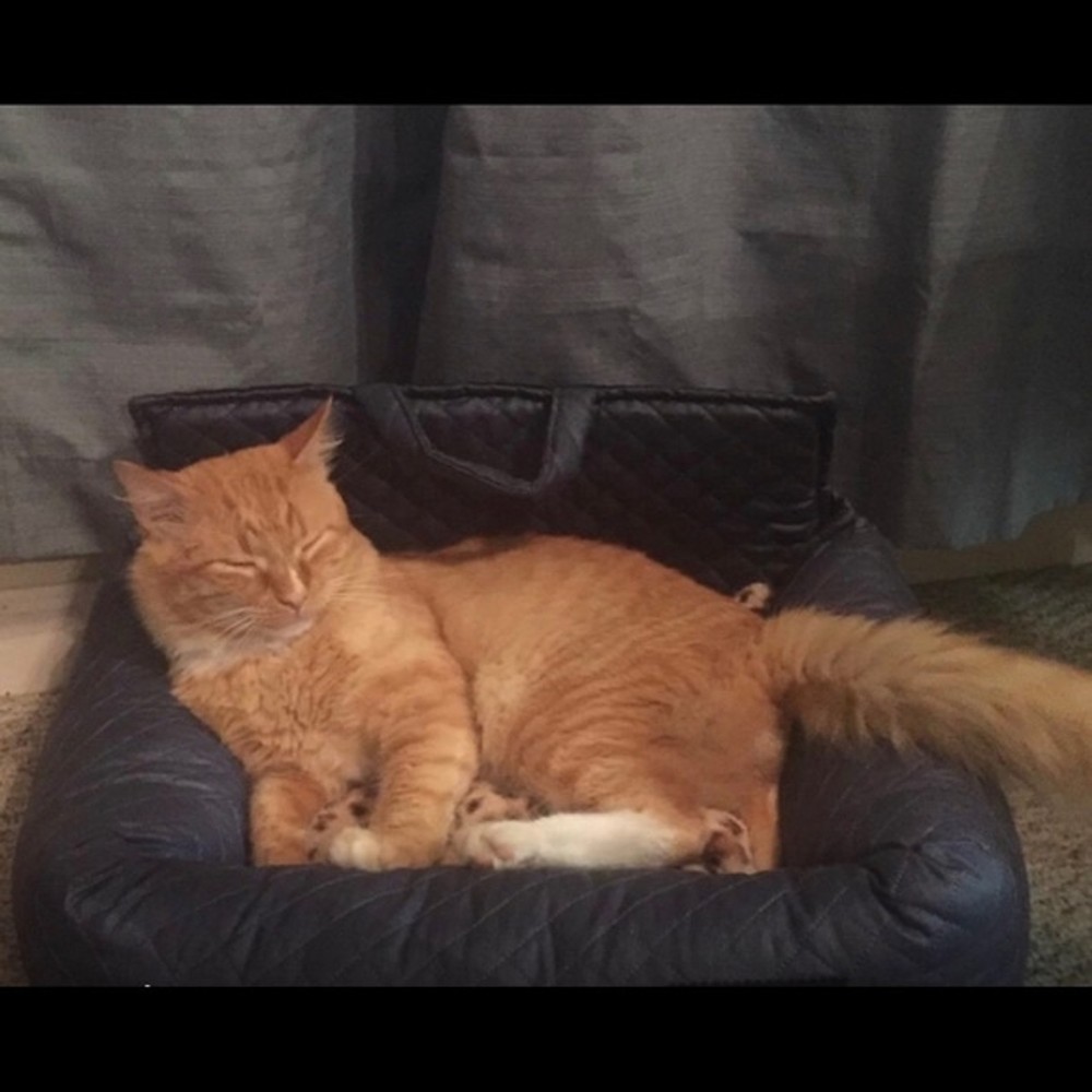 NEW-Pet Bed Plush Sofa-Style Couch