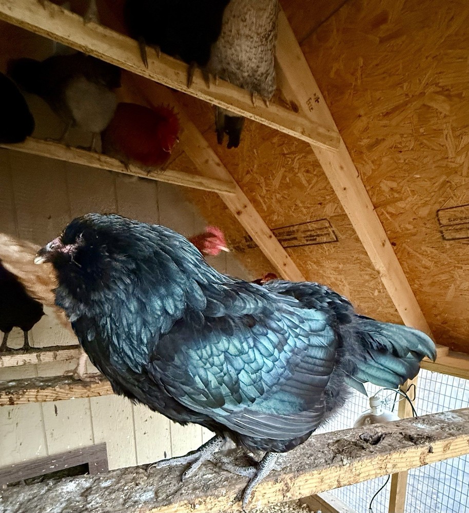 Black Zombie Olive Egger hatching eggs.