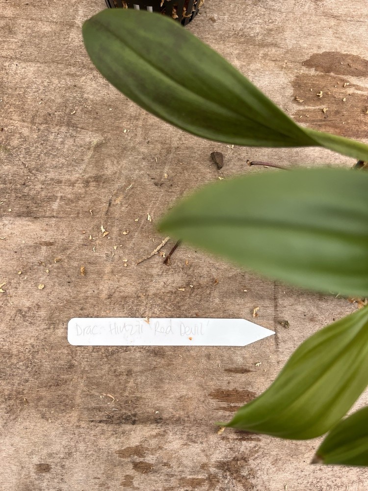 Dracula Orchid - Hirtzii ‘Red Devil’ 3.5” Net Pot