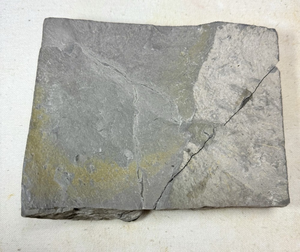 NICE Phacops Trilobite Plate ~ Penn Dixie New York ~ Devonian Period