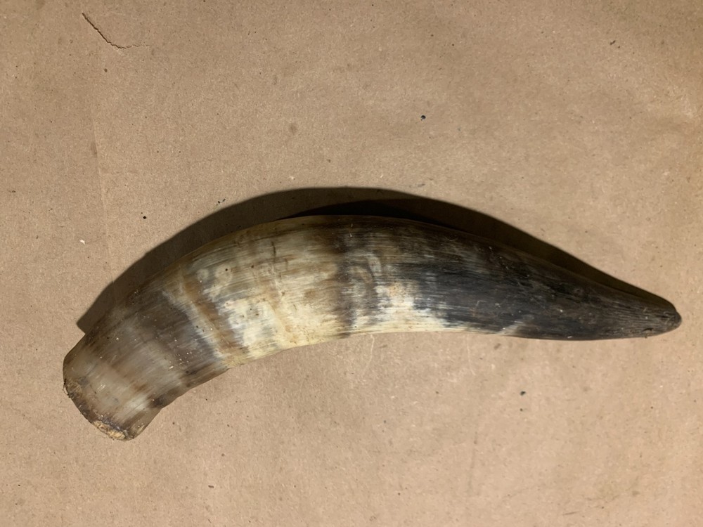 Decorative Cow Horn