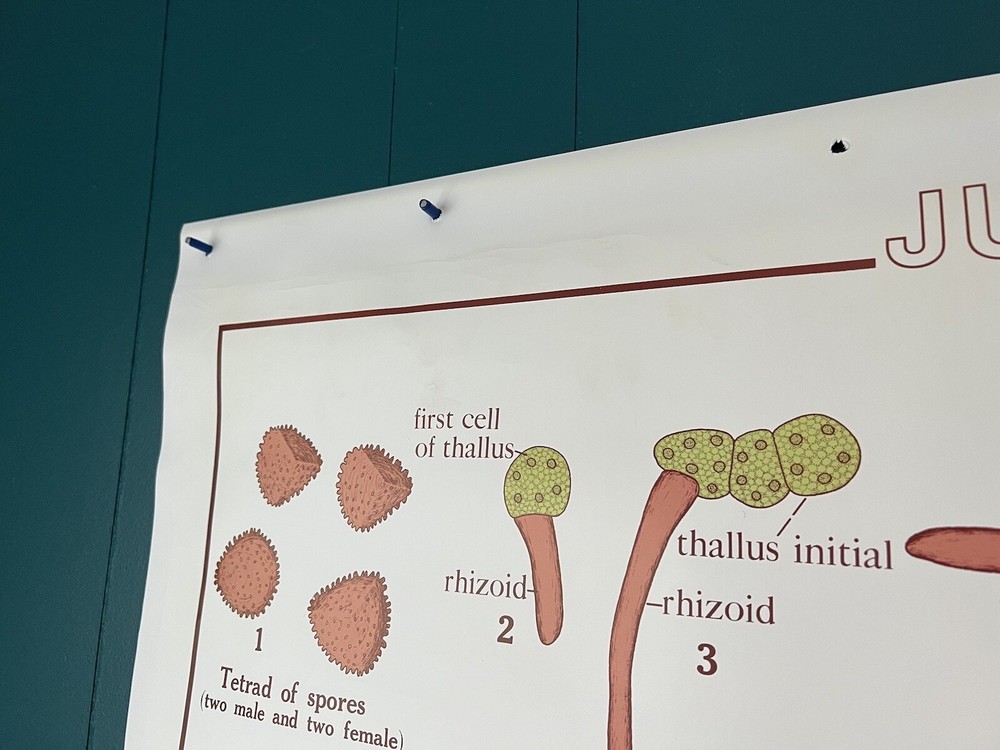 Vintage Science Biology Classroom Chart Poster - Liverwort & Root/Plant Function