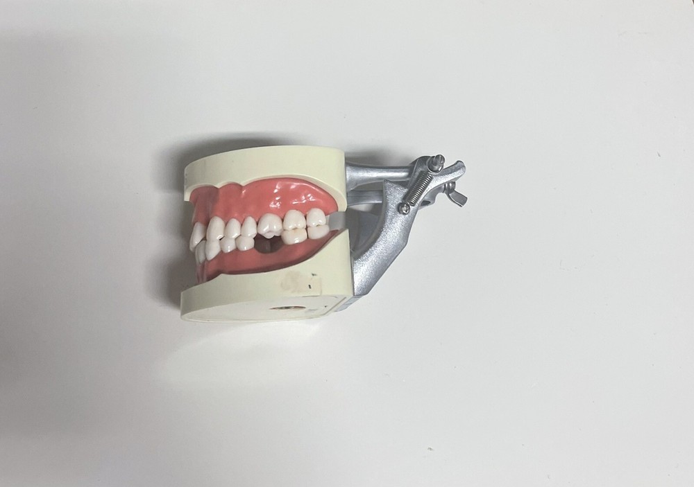 Dental Typodont Model Type With Removable Screw-in Teeth