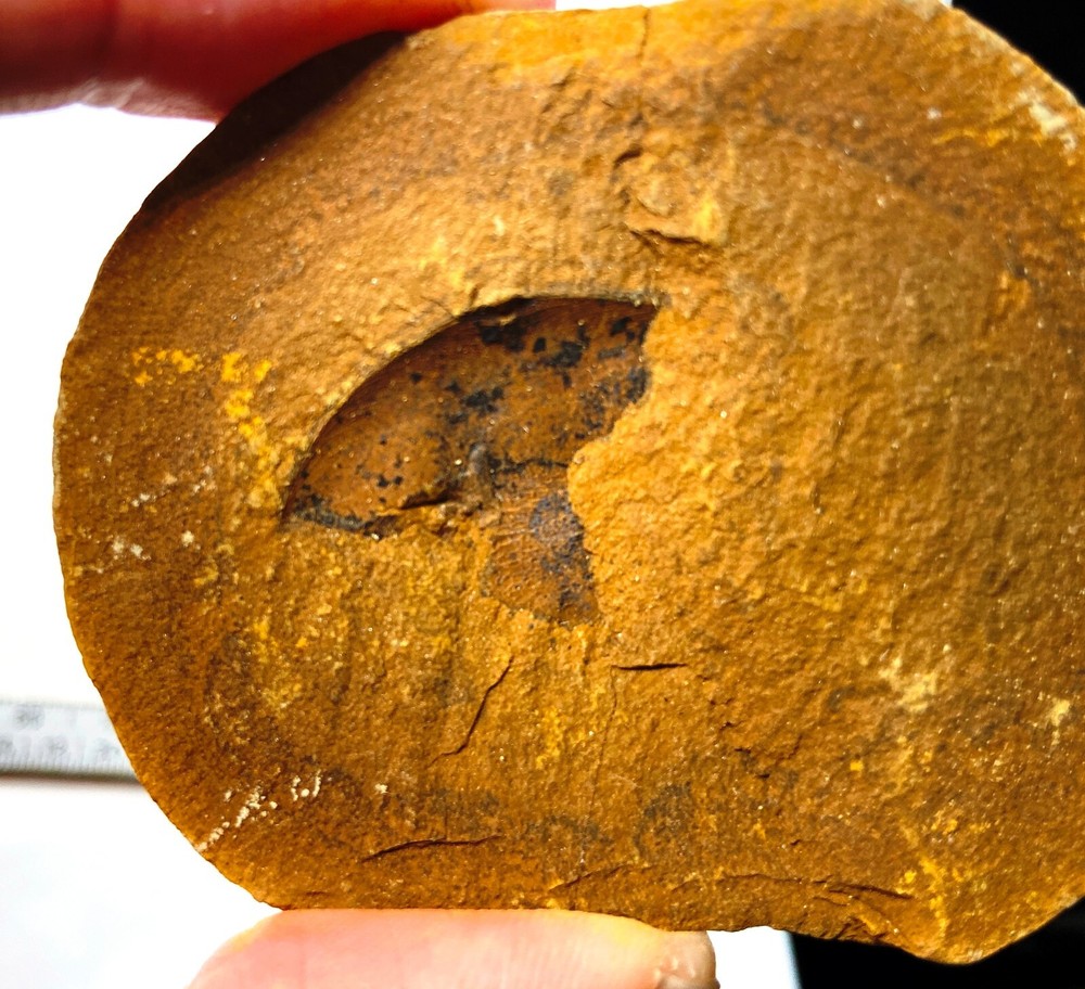 Carboniferous Eurypterid fossil partial head - Knob Noster, Missouri