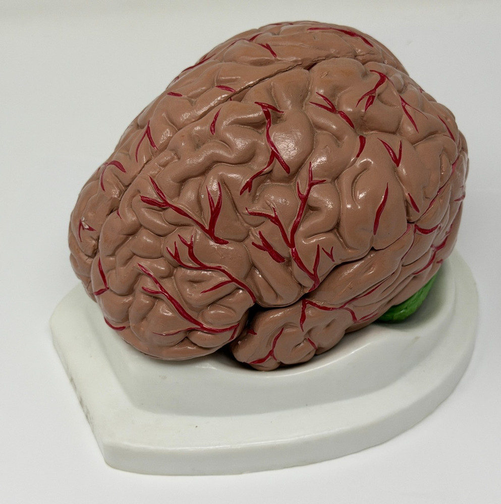 Human Brain Model for Teaching Study Display Medical Model