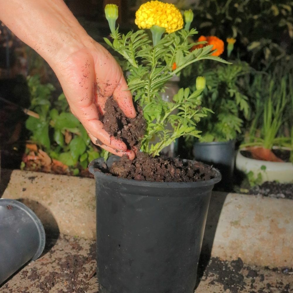 Water Absorbing Polymer Crystals - Soil Moisture