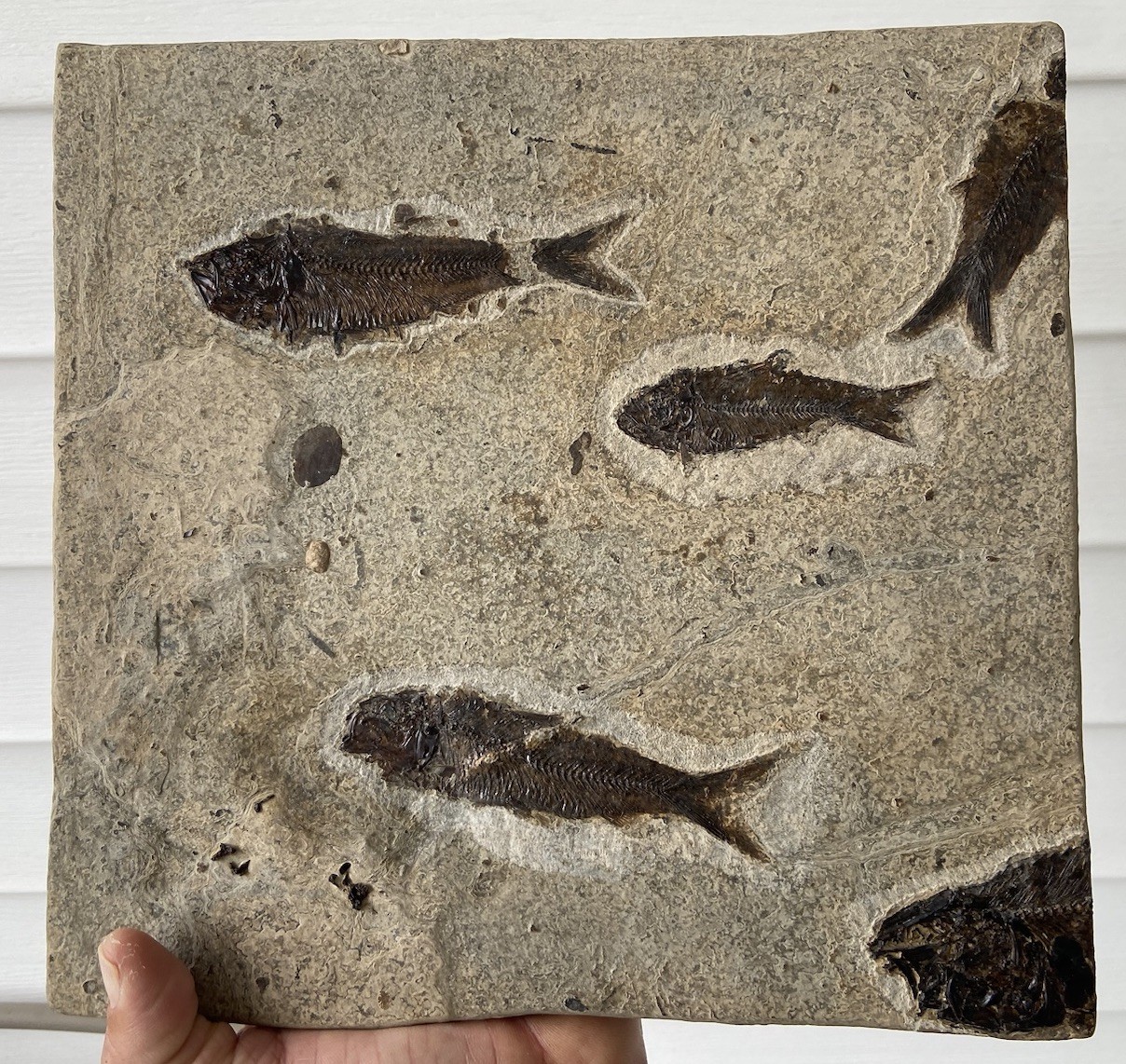 Killer Post Dinosaur Age Fish Fossil Mortality Plate Acid Prep Bottom Cap GRF