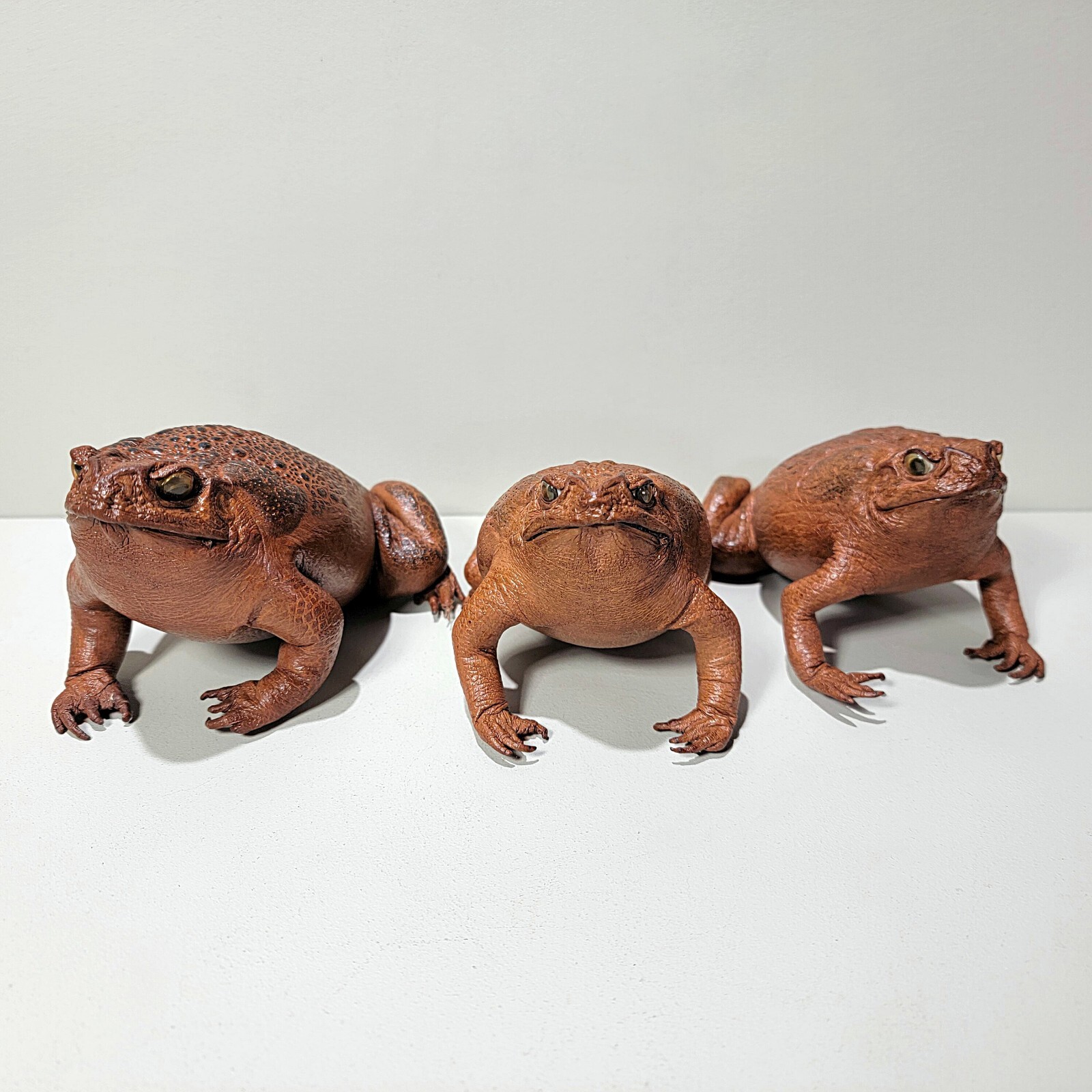 Taxidermy Toad, Real Stuffed Frog, Rhinella marina