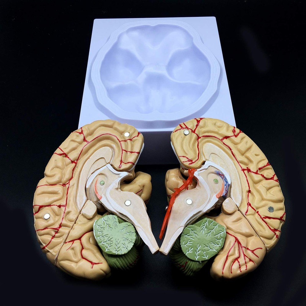 Human Brain Model, Anatomically Accurate Brain Model Life Size Human Brain An...