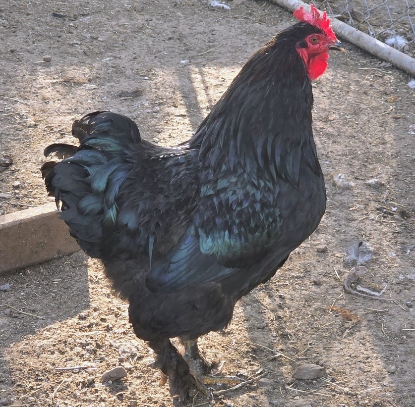 Hatching Maran Eggs 6+ (Splash,blue And Black Copper)