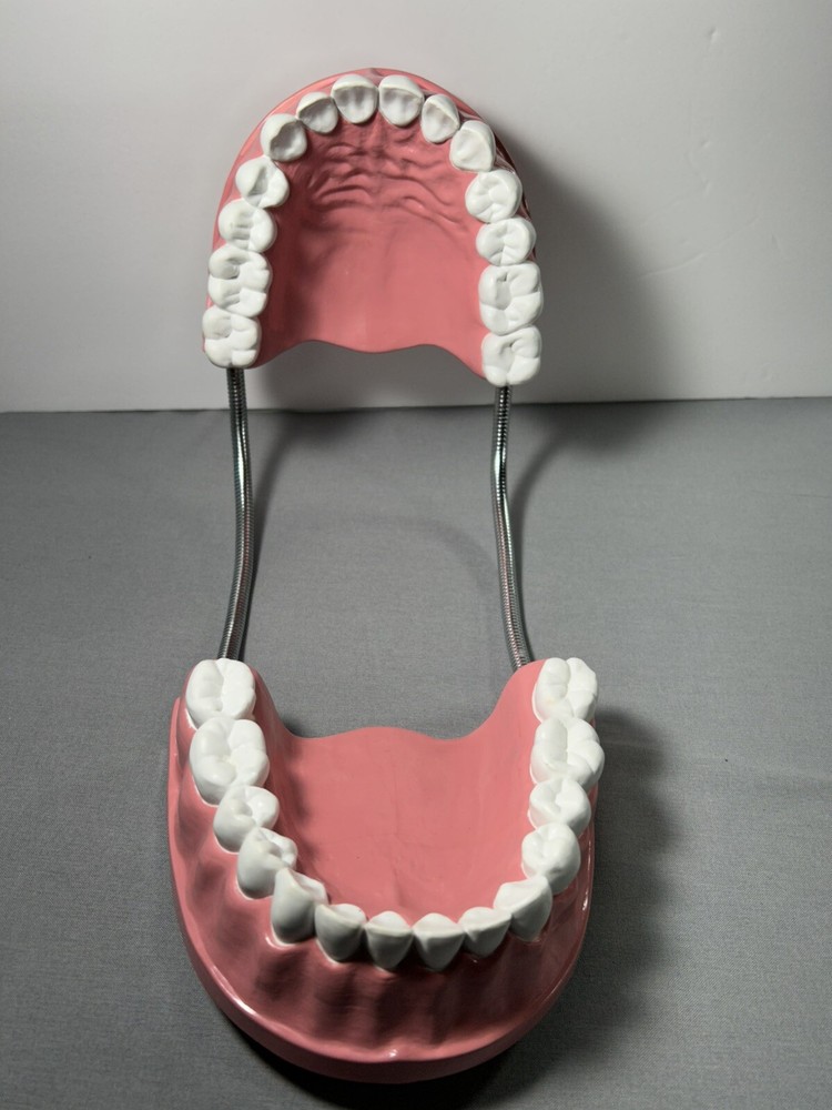 Teeth Dental Teaching Articulating Large Jaw