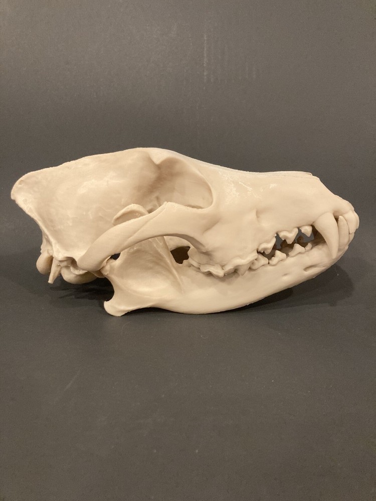 Wolf Skull